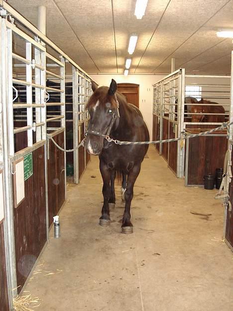 Welsh Cob (sec D) De Busies Black Bess - Hygge på staldgangen. Det er dejligt at blive nusset om... billede 7