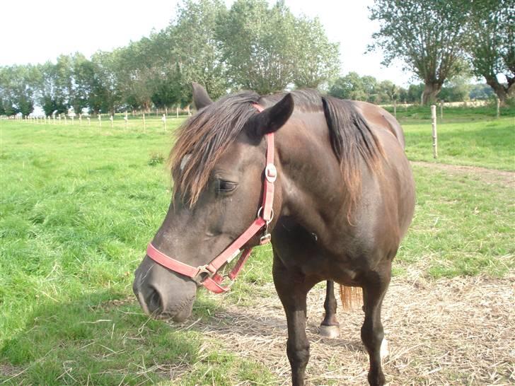 Welsh Cob (sec D) De Busies Black Bess - Nu er det  vist også snart nok med det der kamera. billede 8