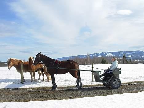 Traver Super Flyer M. - meg og flyer ude på køretur billede 4