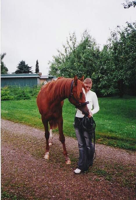 Arabisk fuldblod (OX) Shah Siimzek billede 7