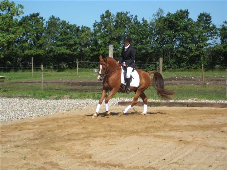 Arabisk fuldblod (OX) Shah Siimzek billede 8