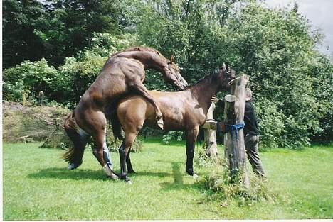 Arabisk fuldblod (OX) Shah Siimzek - He He... Her er han som hingst i aktion billede 9