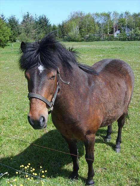 Anden særlig race Bjørn (Solgt) - Nyt Nyt...Dejligt at se dig<3 billede 18