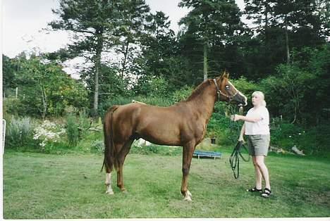 Arabisk fuldblod (OX) Shah Siimzek - Sommeren 2005. Hanne står med ham.  billede 10