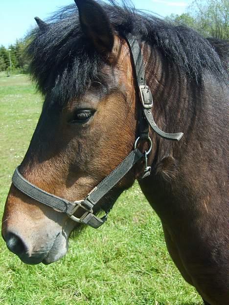 Anden særlig race Bjørn (Solgt) - Nyt Nyt ..*Profil Billede* billede 19