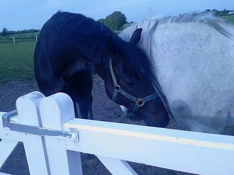 Dansk Varmblod carello "Solgt" - carello og ditto billede 17