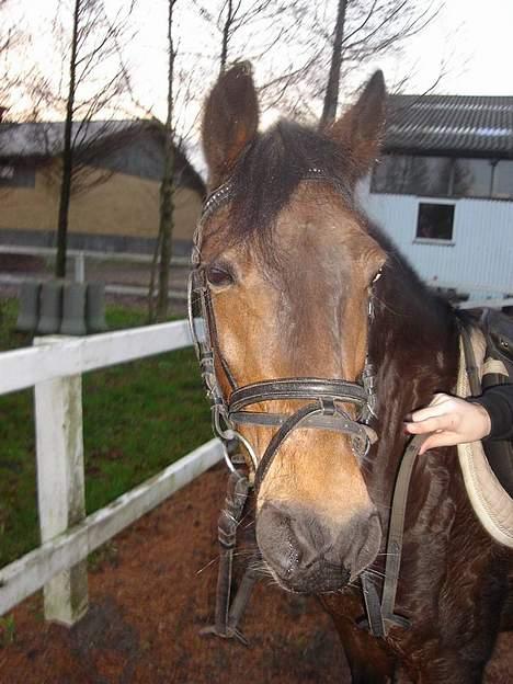 Welsh Pony (sec B) Rikke - Nyt... hendes smukke hoved billede 5