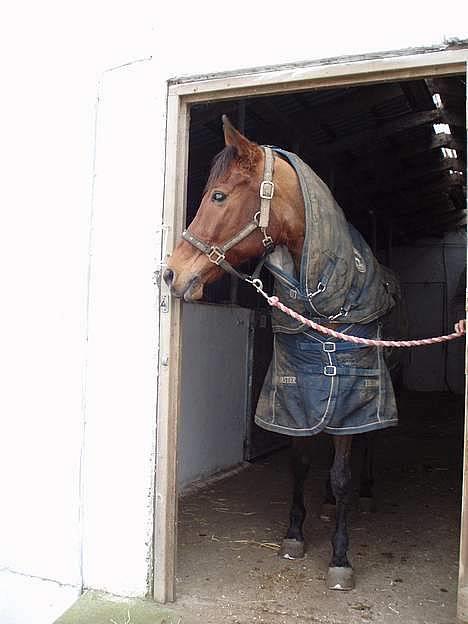 Anden særlig race Cartoons ( solgt) - min dejlige dreng igen på vej ud på folden billede 2