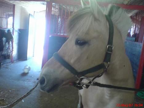 Fjordhest Miss Dixie - før dressur træning 08 billede 2