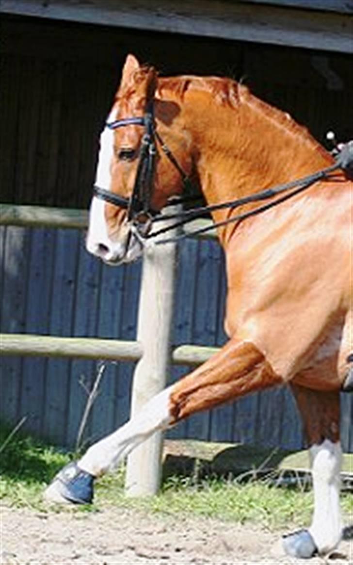 Hannoveraner Baronen *himmelhest* - Taget den 1-04/08 af Funda billede 20