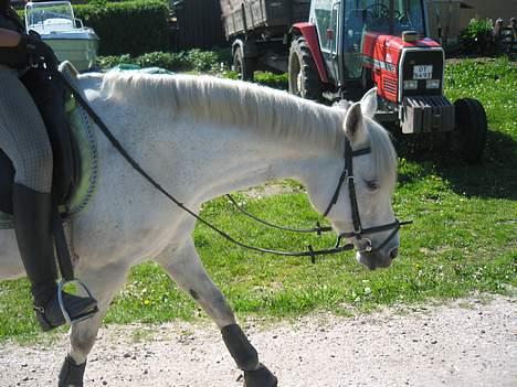DSP Andante Aflivet RIP <3 - Strække hals , :) billede 13