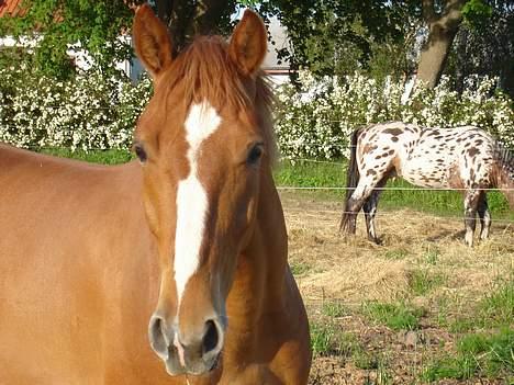 Knabstrupper Max Bounty *solgt* - Nyt billede maj 2007 billede 4