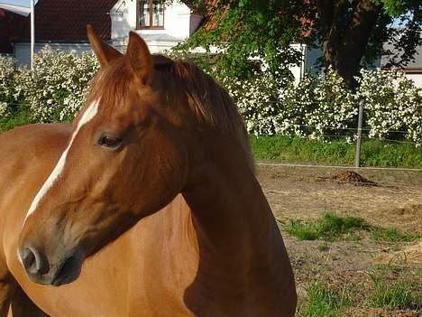 Knabstrupper Max Bounty *solgt* - Maj 2007 billede 5