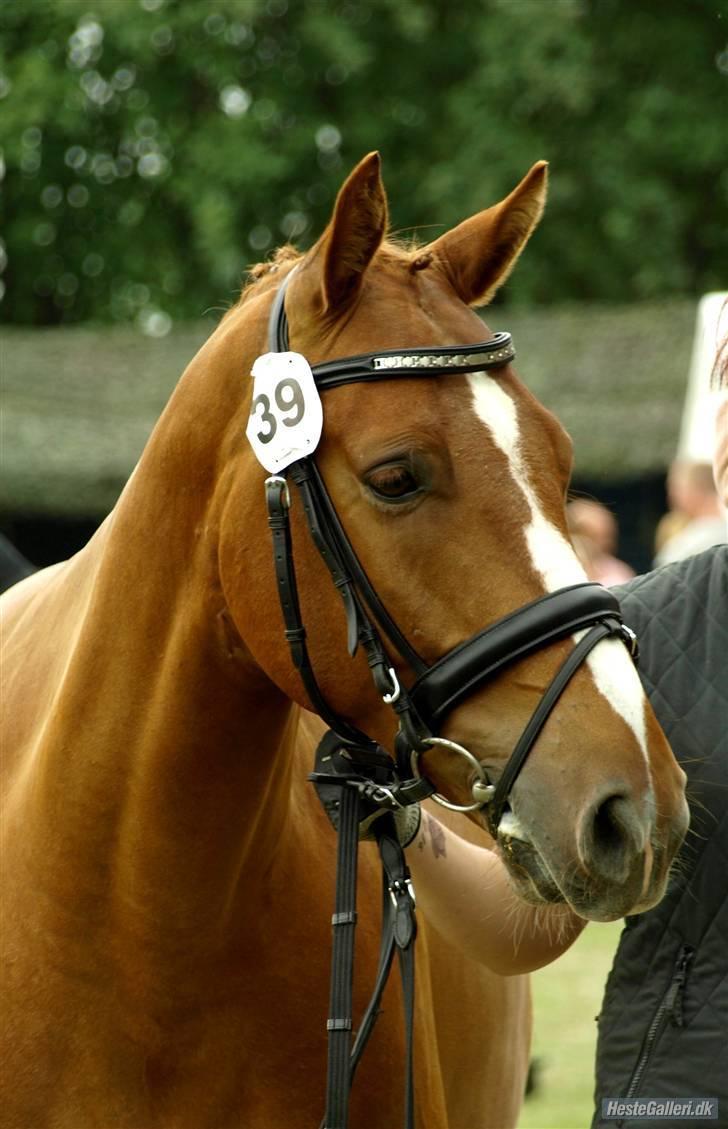 Knabstrupper Max Bounty *solgt* - Gørlev dyreskue 2009 Foto: CNN Foto billede 6