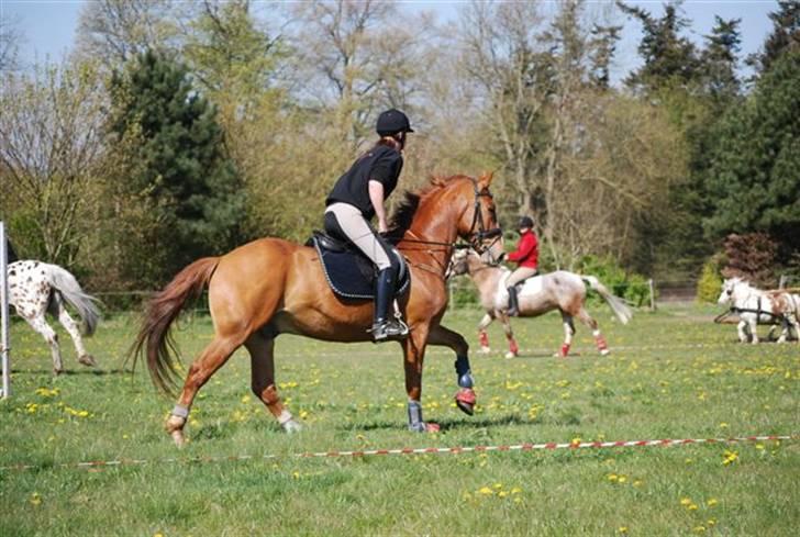 Knabstrupper Max Bounty *solgt* - træning foto: Sally billede 7