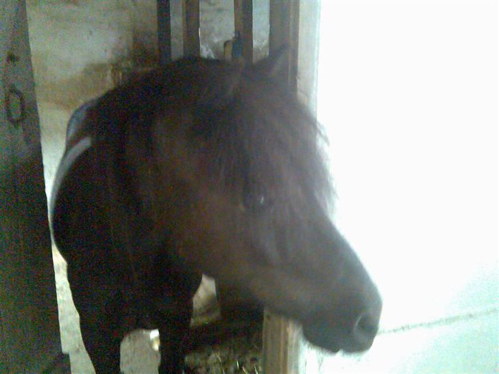 Welsh Mountain (sec A) Freya  R.I.P 16/9 - 2008 billede 4