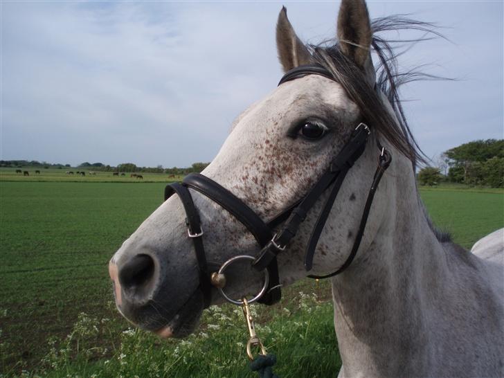 DSP Apollonia <3 - Min smukke dejlige Apollonia <33 billede 14