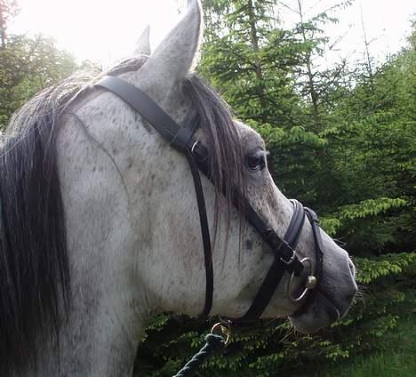 DSP Apollonia <3 billede 18