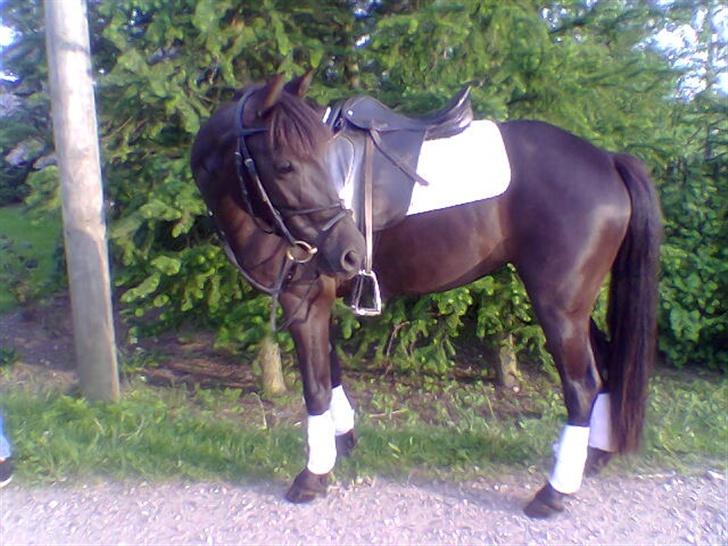 DSP Lady - Lady, som jeg vil have hende<3 billede 1