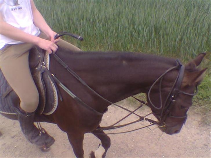 DSP Lady - Lady med elastikchambong (: billede 3