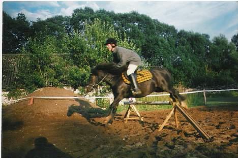 Welsh Mountain (sec A) Freya  R.I.P 16/9 - 2008 - Spring billede 7