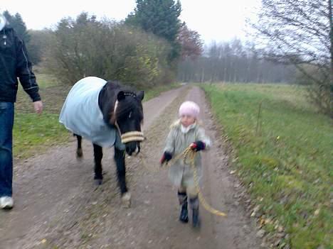 Welsh Mountain (sec A) Freya  R.I.P 16/9 - 2008 - Emma og Freya billede 10