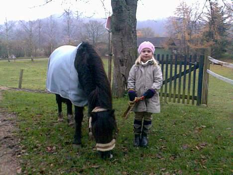 Welsh Mountain (sec A) Freya  R.I.P 16/9 - 2008 - Emma og Freya billede 11