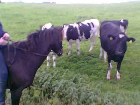 DSP Lady - Lady og køer. billede 6