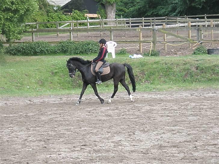 Hollandsk Sportspony Sergent Pepper*gl. passer - pepper og miig <3 rider dressur billede 9