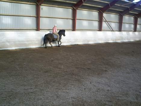 Islænder Blika fra Tårup. Nu himmelhest - Her er  det så Tania ( min træner) der rider mig billede 14
