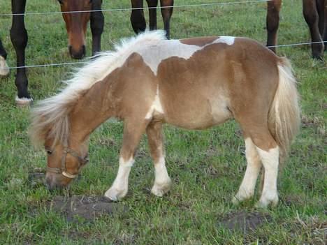 Shetlænder Brutalis - Smukke lille Brutalis billede 1
