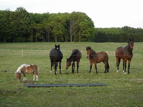 Shetlænder Brutalis - Hvad er nu det for noget der er kommet ind på marken??? billede 2
