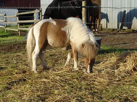 Shetlænder Brutalis billede 3