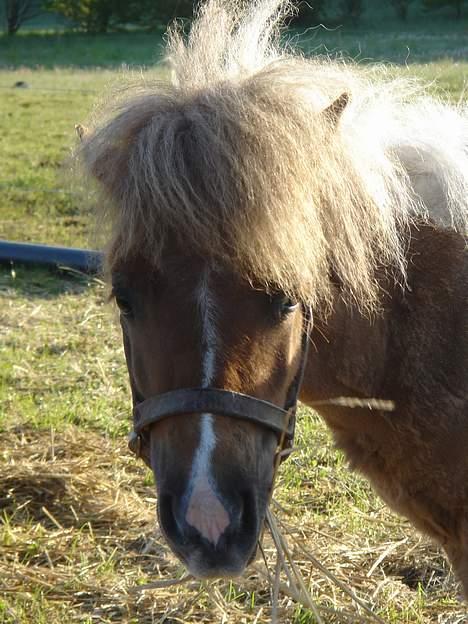 Shetlænder Brutalis - Hvad vil hun nu...? billede 4