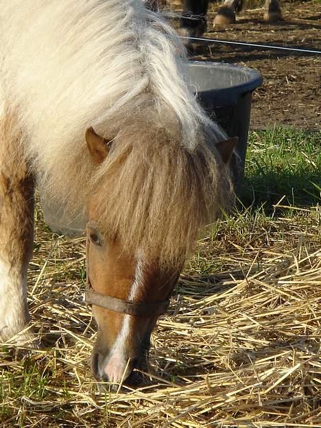 Shetlænder Brutalis billede 5
