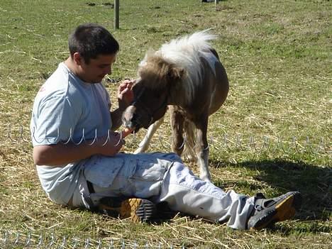 Shetlænder Brutalis - Mums... far med en gullerod.... så kan vi sagtens blive gode venner! billede 6