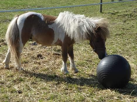 Shetlænder Brutalis - Hvad er nu det.... den er jo kæmpe - er den farlig?! billede 8