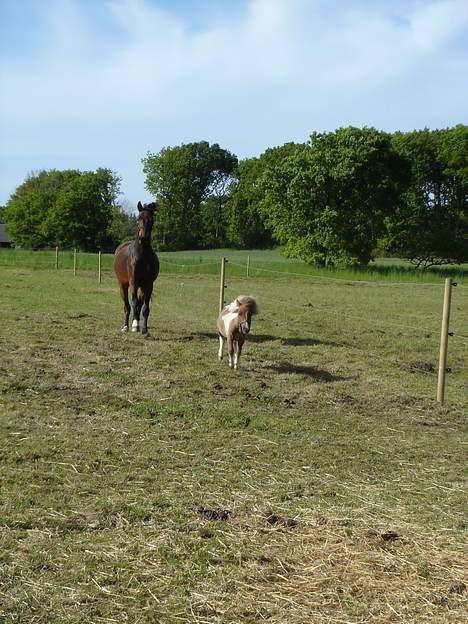 Dansk Varmblod Brejnbjerggaards Luchador - Løber mini´en... eller hvad sker der??  billede 9