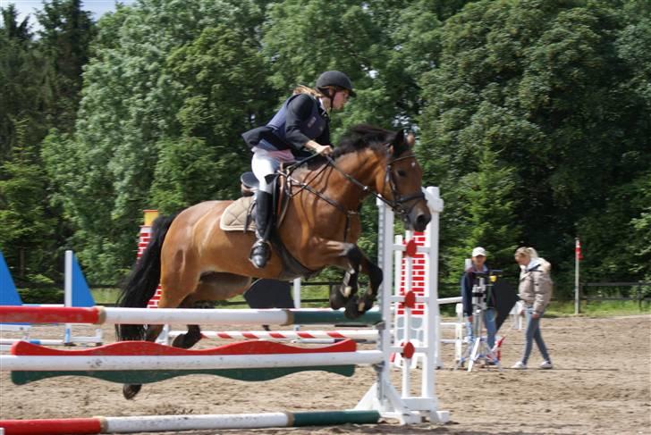 New Forest stegstedg margurtia solgt - til stævne på nsr :D jeg havde lige tabt bøjlen, og fik den på der hun satte af ... billede 12