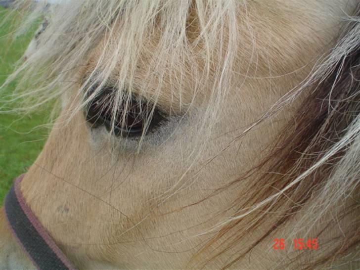 Fjordhest agerhøjs lilje  - smukke lilje.. billede 1