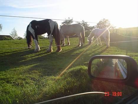 Fjordhest agerhøjs lilje  - trip,trap,træsko...:0) billede 2