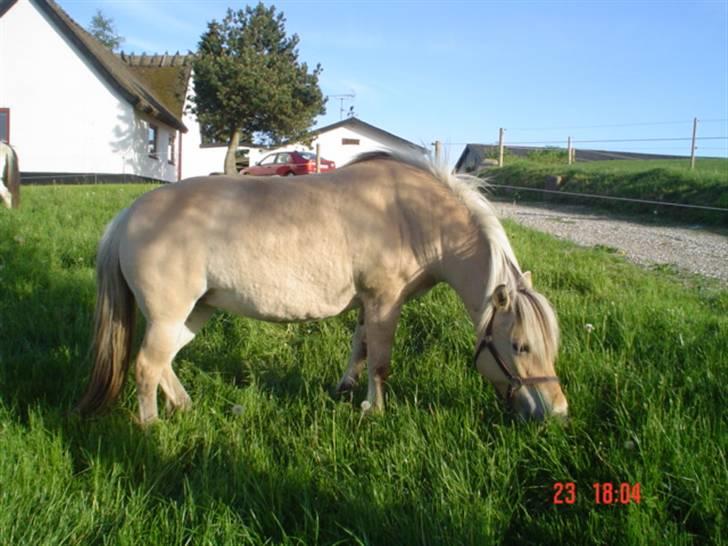 Fjordhest agerhøjs lilje  - Ja man burde jo ikk spise alt det græs hvis man vil holde den slanke linje, men man er jo en fjollebak og elsker MAADD.;) billede 3