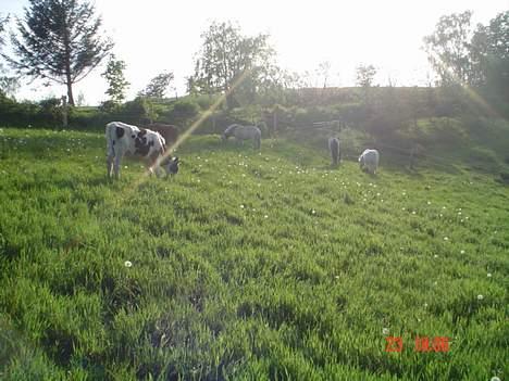 Fjordhest agerhøjs lilje  billede 4