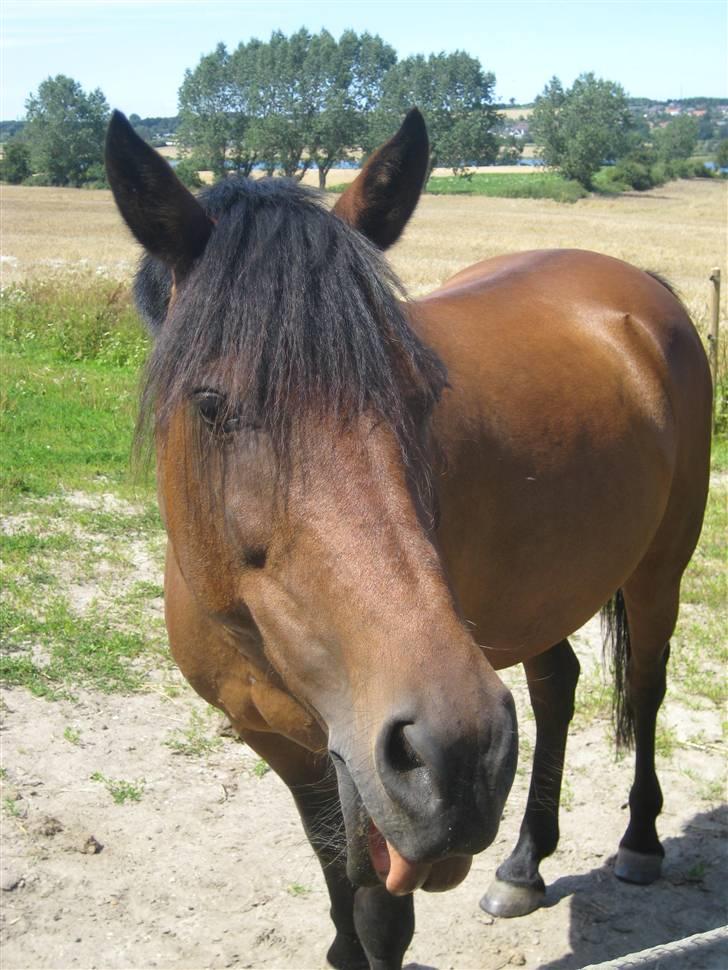 Anden særlig race Lizette - Lizette på folden :o) 20/7 2007 billede 11
