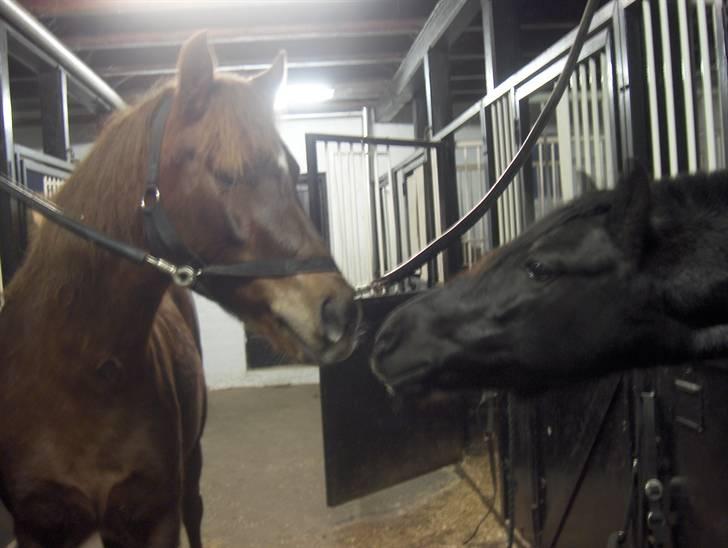 Hollandsk Sportspony Sergent Pepper*gl. passer - Pepper og Chip <3 billede 10