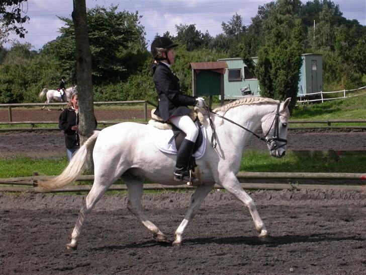 Welsh Pony (sec B) Bjerregårds Montbars(RIP) - Stævne i Skanderborg billede 19