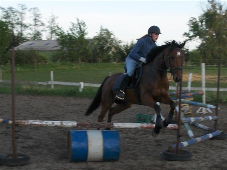 Fuldblod (XX) Amiga - Spring´hesten Amiga :b  billede 14