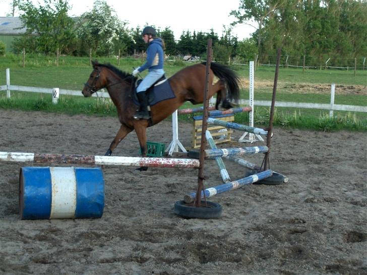 Fuldblod (XX) Amiga billede 15