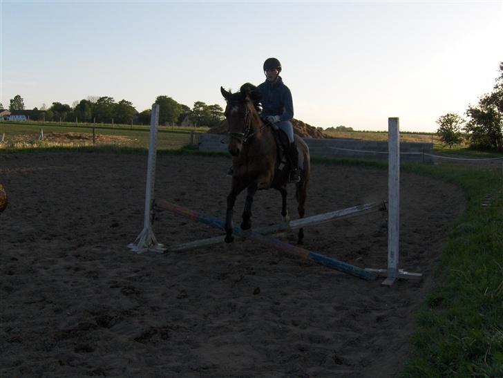 Fuldblod (XX) Amiga billede 16