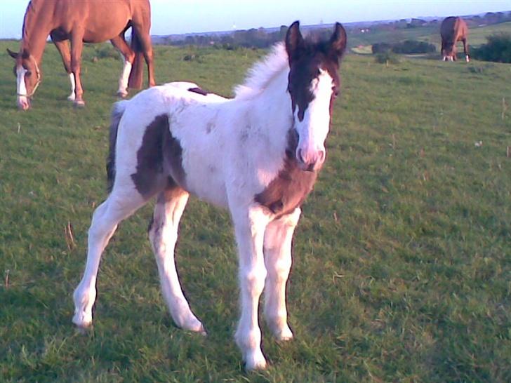 Irish Cob Arwen Irish Aloud billede 14